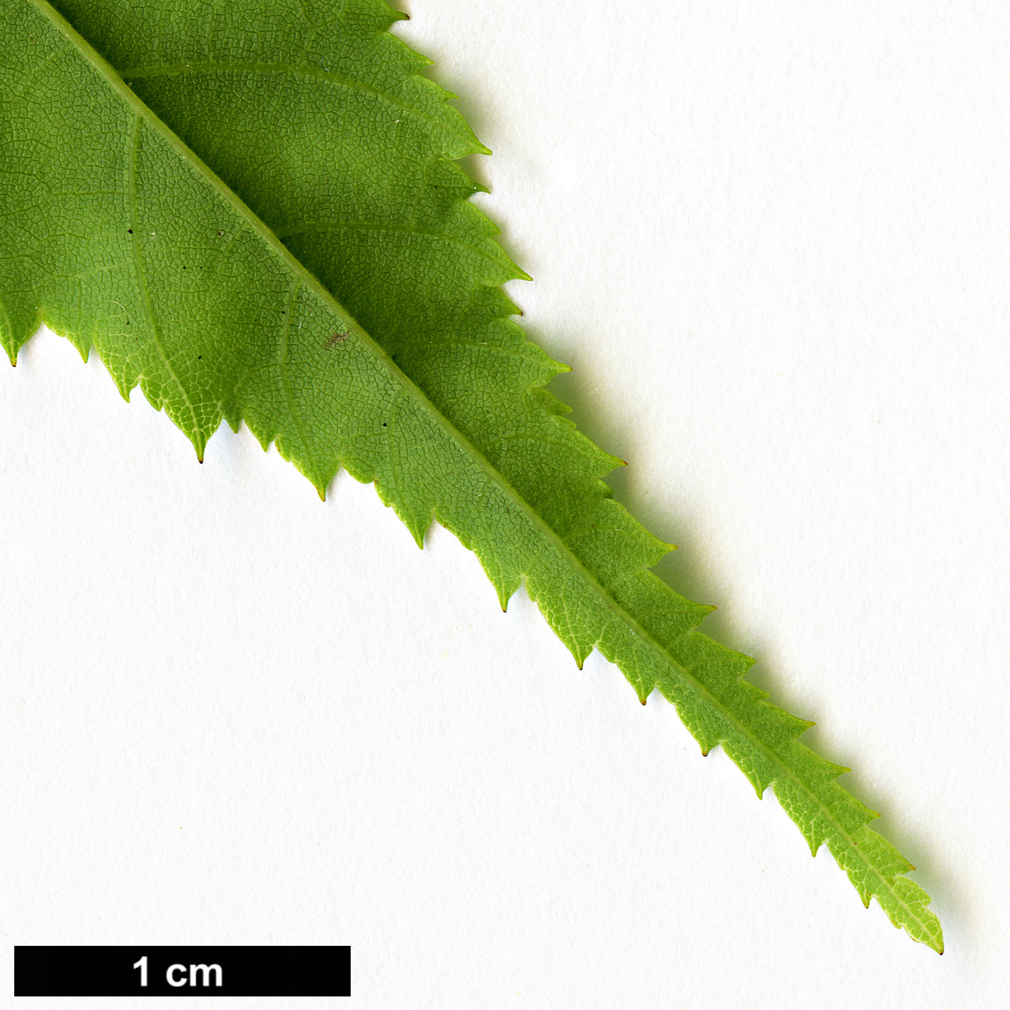 High resolution image: Family: Betulaceae - Genus: Carpinus - Taxon: londoniana